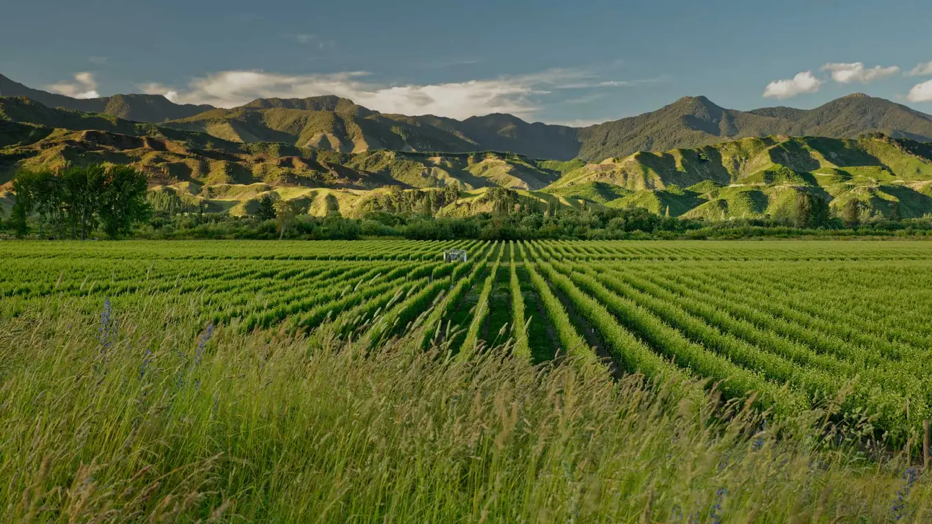 Marlborough vineyard vines