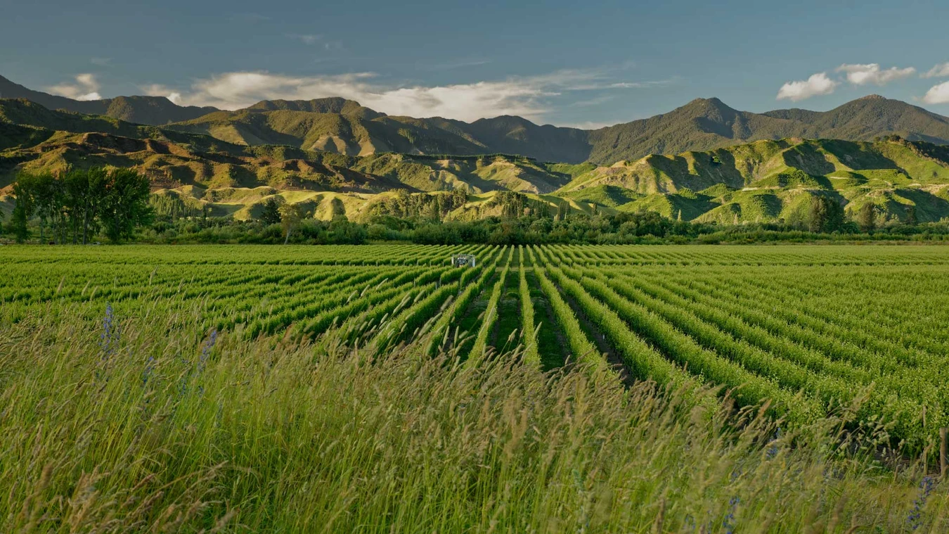 Marlborough vineyard vines