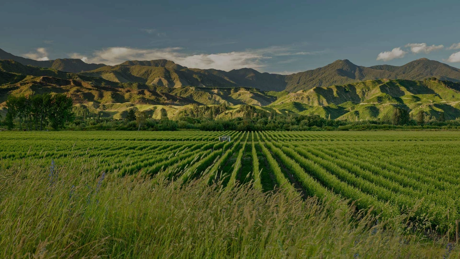 Marlborough vineyard