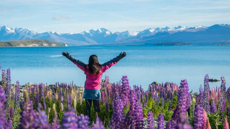 A woman poses amongst the lupin flowers on the shore of Lake Tekapo