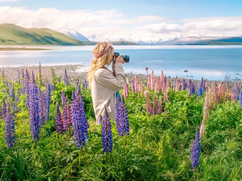 New Zealand lupin super bloom in Taupo with colourful purple flowers and a female traveller standing in them taking photos while on a Spring adventure tour of the South Island.