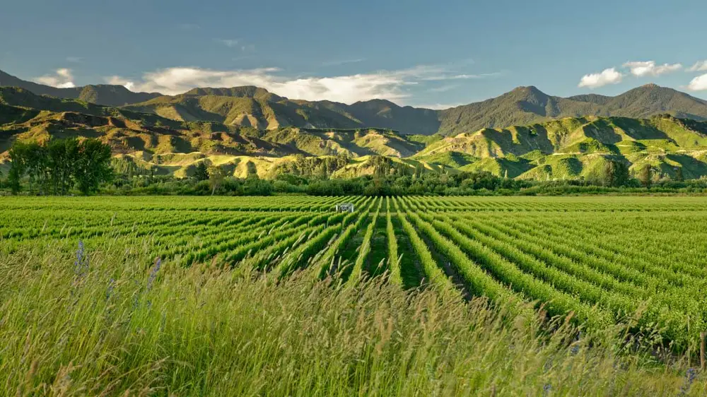 Rows of vines in Marlborough 