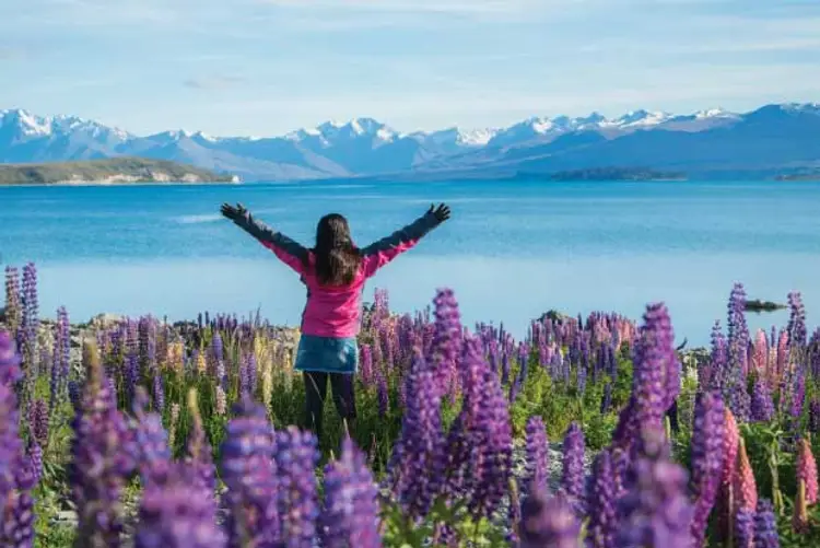 Woman amongst lupin flowers looking at Lake Tekapo