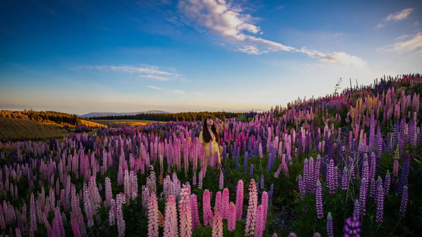 Lupin flowers