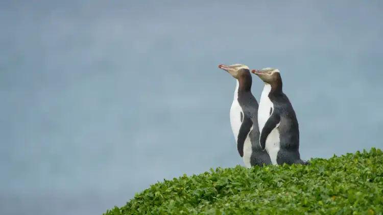 Two yellow eyed penguins at Otago Peninsula