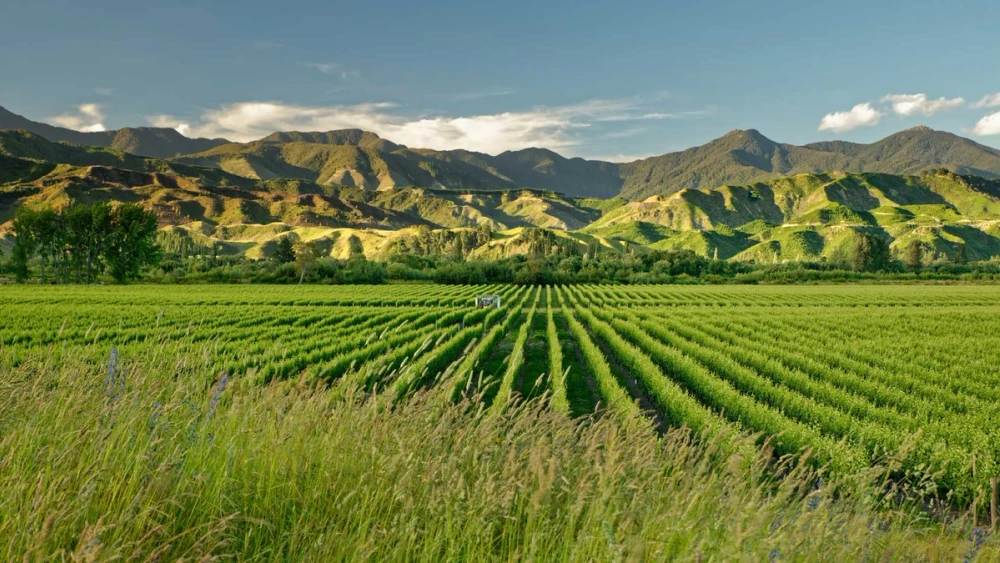 South Island Pioneer