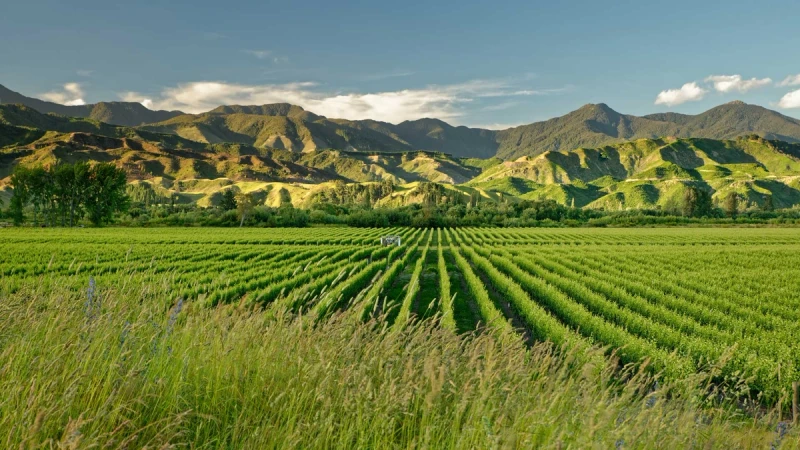 South Island Pioneer