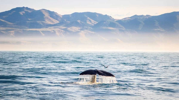 Whale breaching the surface in Kaikoura