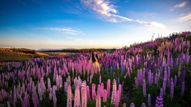 New Zealand Showcase