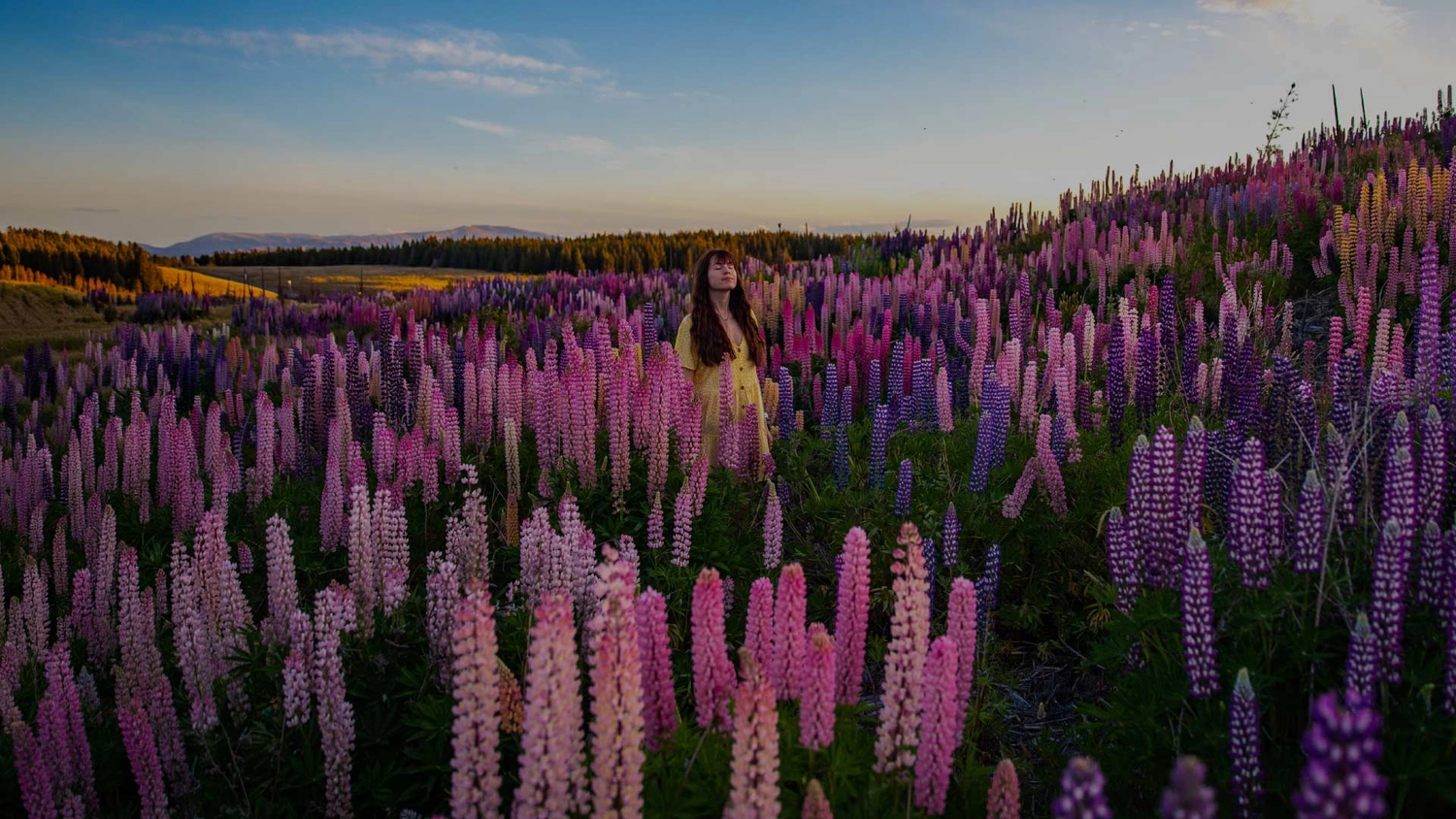 Woman standing in a field of lupin flowers in New Zealand
