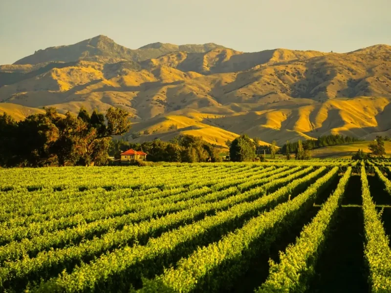 Golden light falls across vineyard rows in Marlborough, New Zealand, with mountains rising behind the region’s famous wine country. The image reflects the beauty of Marlborough during harvest and autumn travel season, when visitors come to experience New Zealand Sauvignon Blanc, scenic vineyard landscapes, cellar door tastings, and one of the country’s most iconic food and wine destinations.