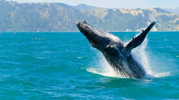 Whale jumping out of the water
