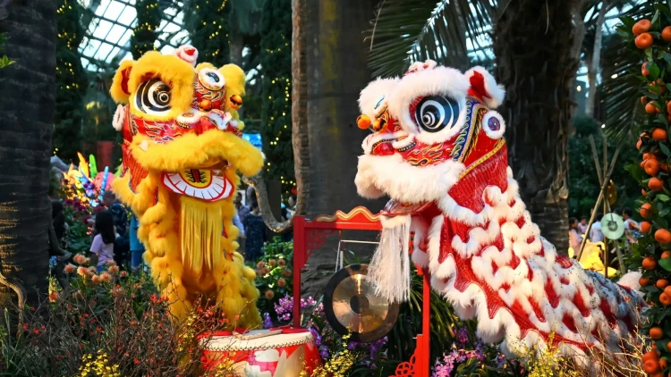 Traditional lion dance during Lunar New Year celebrations, with performers in bright lion costumes surrounded by lanterns and festival decorations, a Chinese New Year tradition believed to bring luck and positive energy.