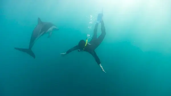 Person swimming with a dolphin