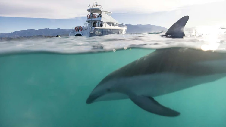 Dolphin swimming next to a boat in Kaikoura