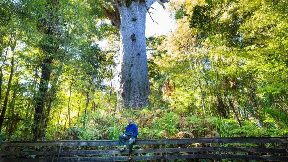 Tane Mahuta