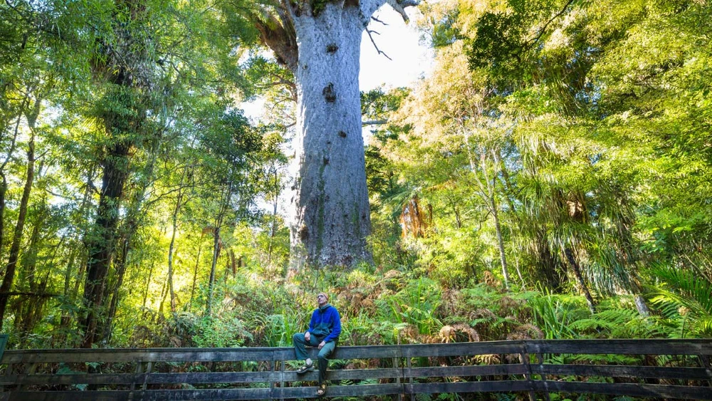 Tane Mahuta