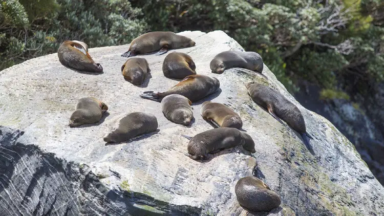 Seals sunbathing on a rock in Milford Sound