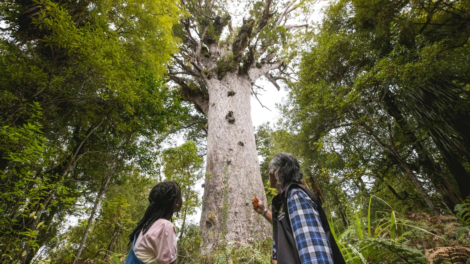 Two people look up at Tane Mahuta