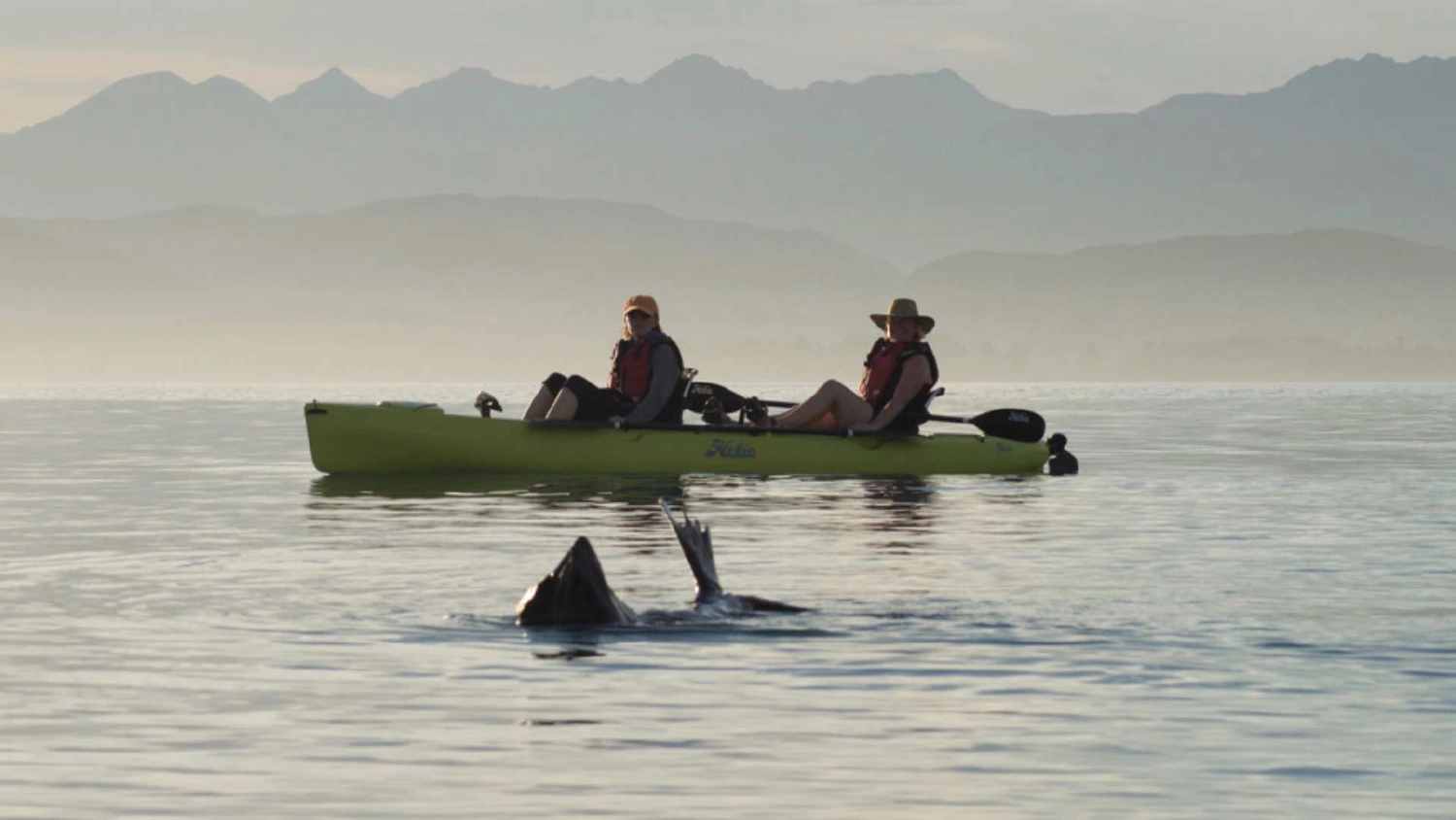 Two people in a kayak looking at a seal in the water