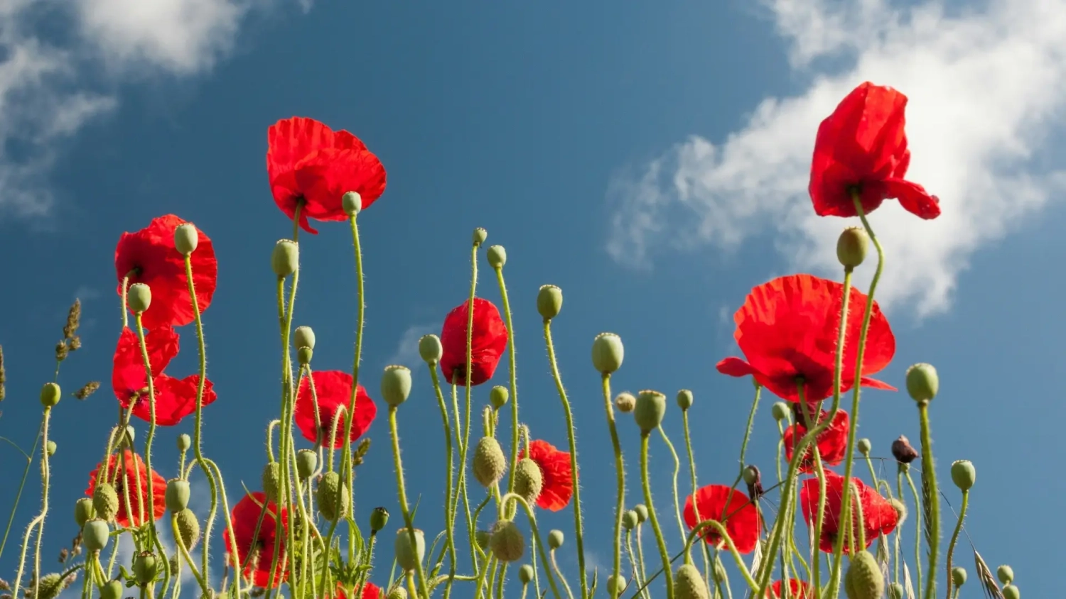 Bright red poppies reaching up against a blue sky with soft white clouds, used as a symbolic ANZAC Day header image for a blog about what ANZAC Day means in New Zealand. The image reflects remembrance, reflection, war memorial symbolism, and the red poppy tradition connected to ANZAC Day commemorations, dawn services, and honouring Australian and New Zealand service personnel on 25 April.
