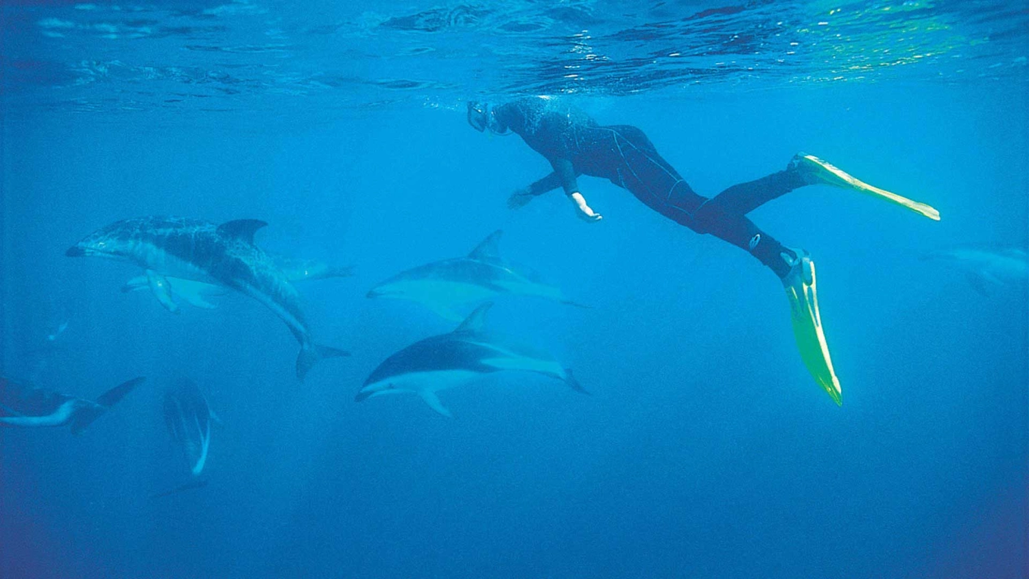 Person swimming with dolphins in Kaikoura