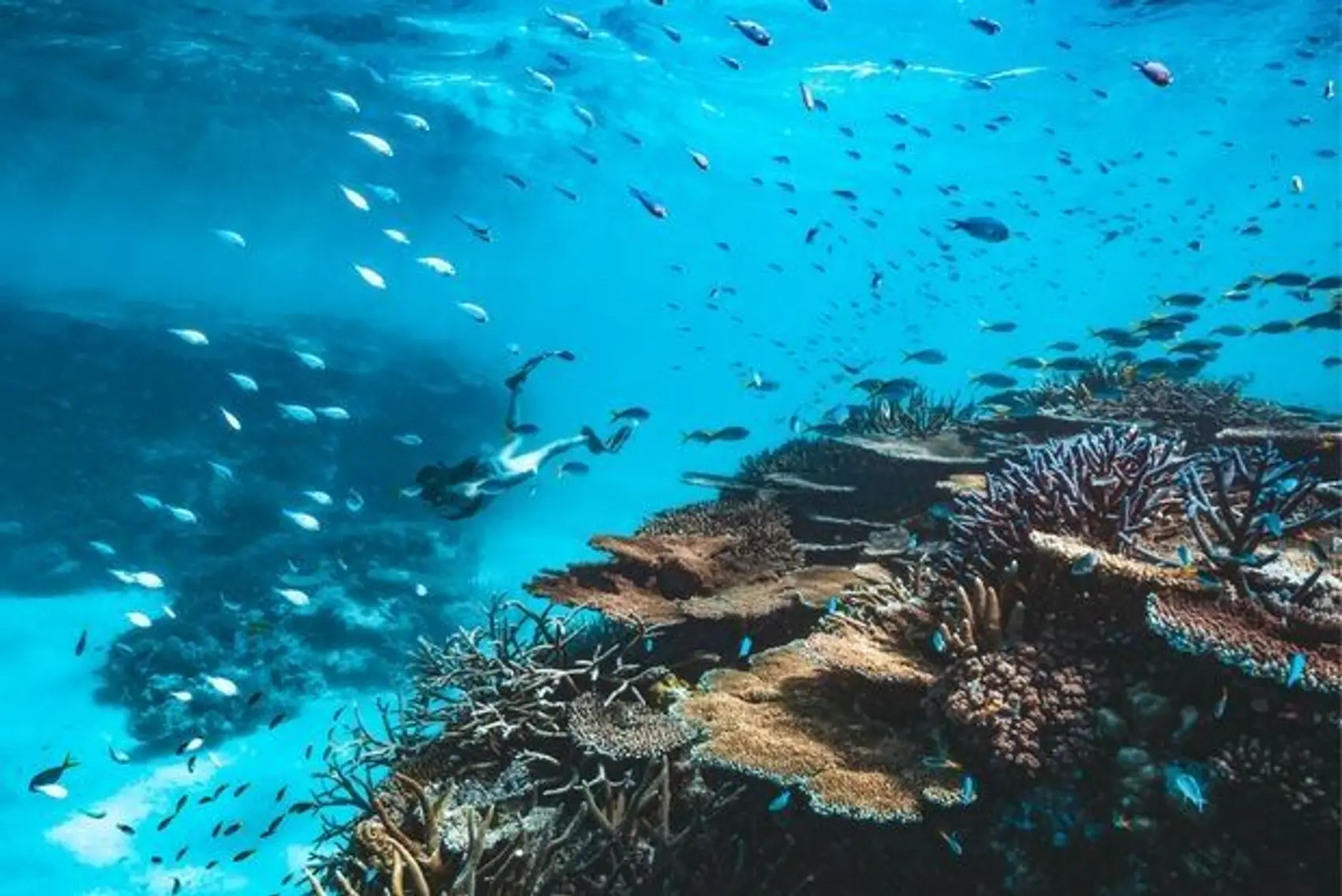 Snorkel at Great Barrier Reef