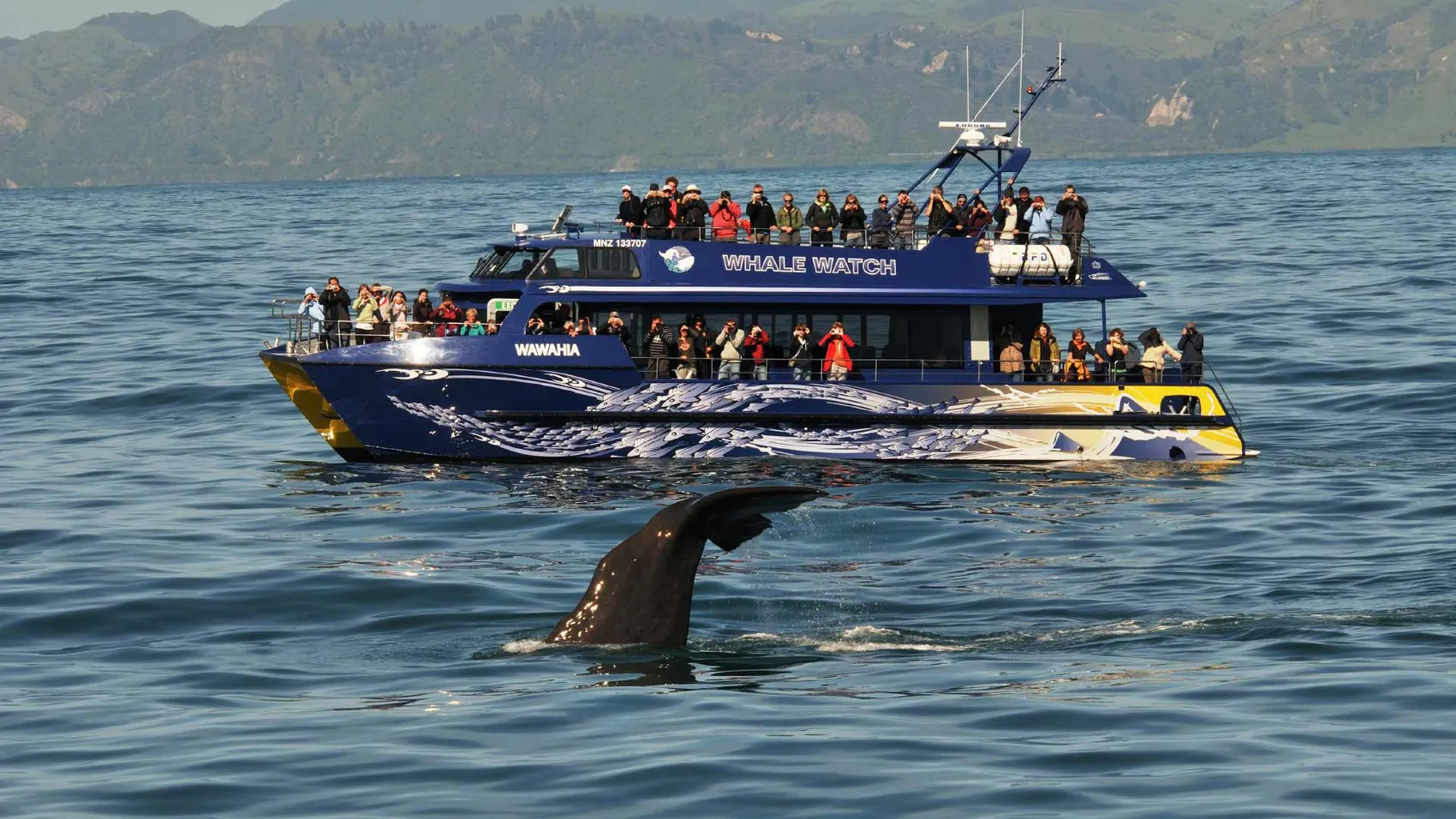 Boat watching a whale in Kaikoura