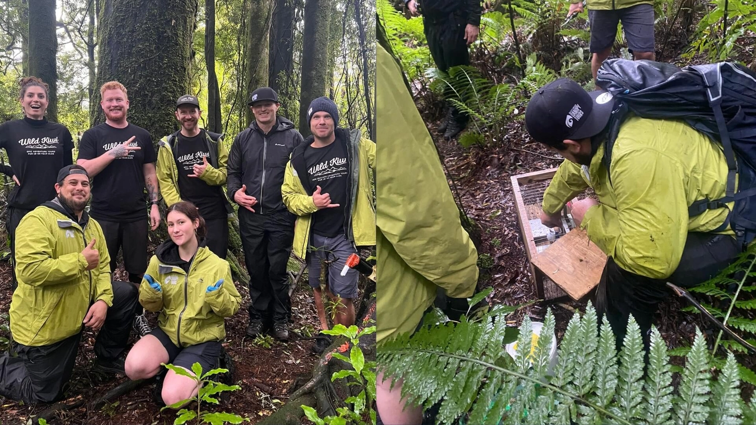 Wild Kiwi team members join Rotorua Canopy Tours guides in native New Zealand forest to support hands-on pest control and conservation work, helping protect native bush, wildlife habitats and endangered bird species as part of Wild Kiwi’s commitment to responsible travel in Aotearoa.
