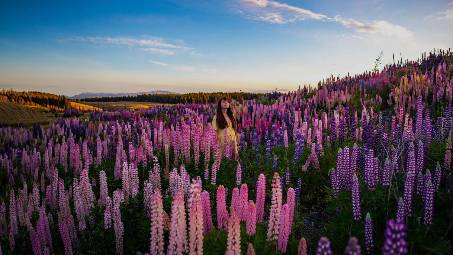 Woman standing in a field of lupin flowers in New Zealand