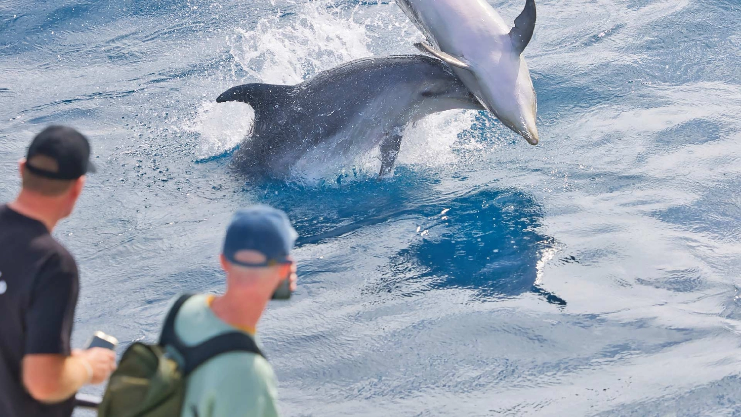 People watching dolphins jump out of the water