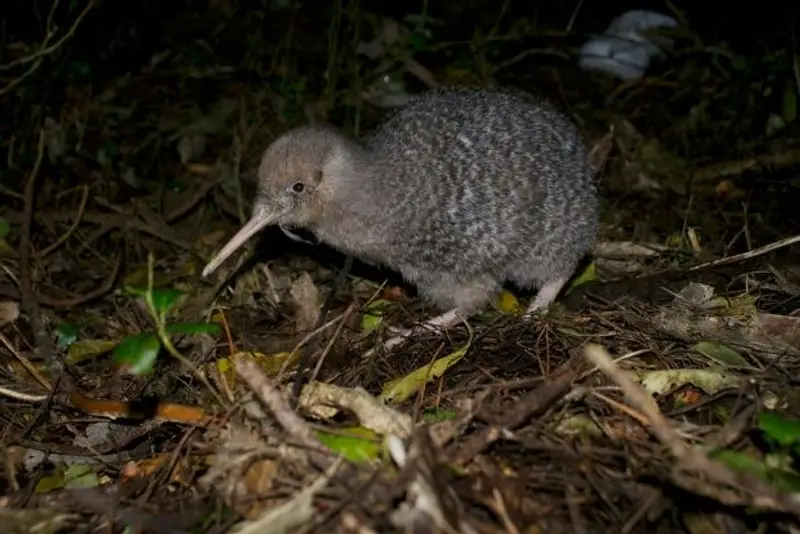 Kiwi Bird in New Zealand