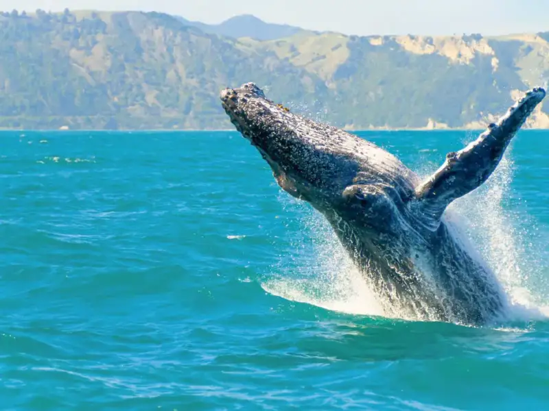 A humpback whale breaching off the coast of Kaikōura, highlighting whale watching as one of the best winter activities in New Zealand, with turquoise ocean, coastal mountains and marine wildlife experiences for a South Island winter travel itinerary.
