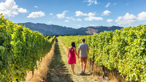 Couple walking amongst the vines in Marlborough