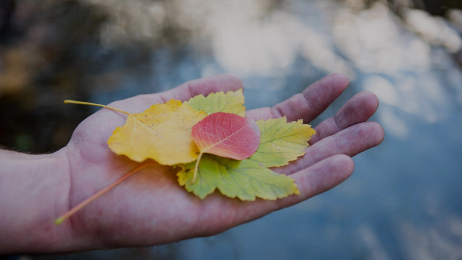 Hand holding some leaves with autumnal colours