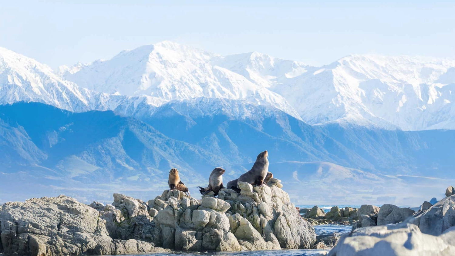 Group of seals on some rocks in Kaikoura