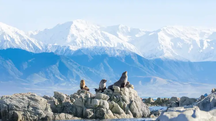 Group of seals on some rocks in Kaikoura