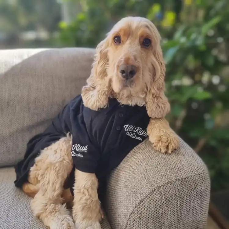 Kevin the dog