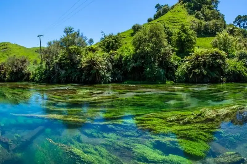 Te Waihou Walkway in New Zealand