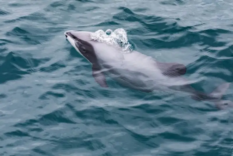 Hector's Dolphin