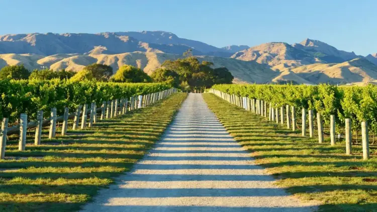 A long gravel road runs between neat rows of Marlborough vineyards, leading towards sunlit hills and mountains in the background. This image captures the classic landscape of New Zealand wine country and the scenic setting that makes Marlborough one of the best regions to visit for Sauvignon Blanc, vineyard tours, cellar door tastings, and relaxed food and wine travel.
