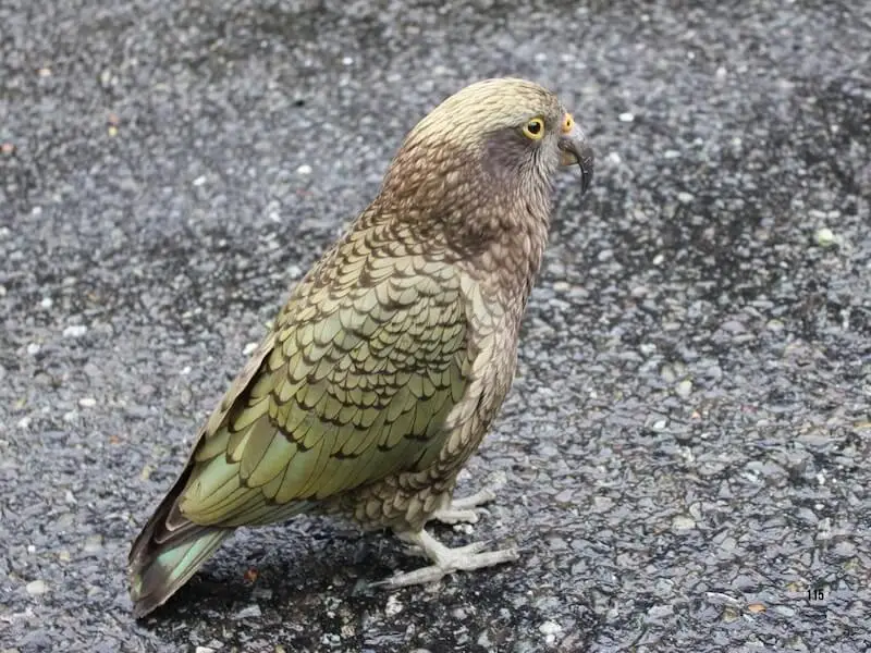 Close-up photo of a kea, New Zealand’s alpine parrot, standing on a mountain road surface with green and bronze feathers visible.