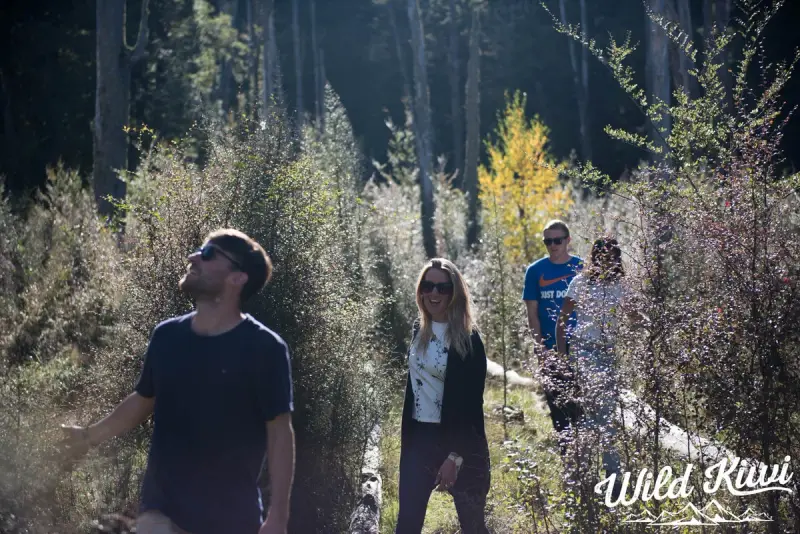 Walk and wonder at New Zealand's natural assets - See the wood for the trees!