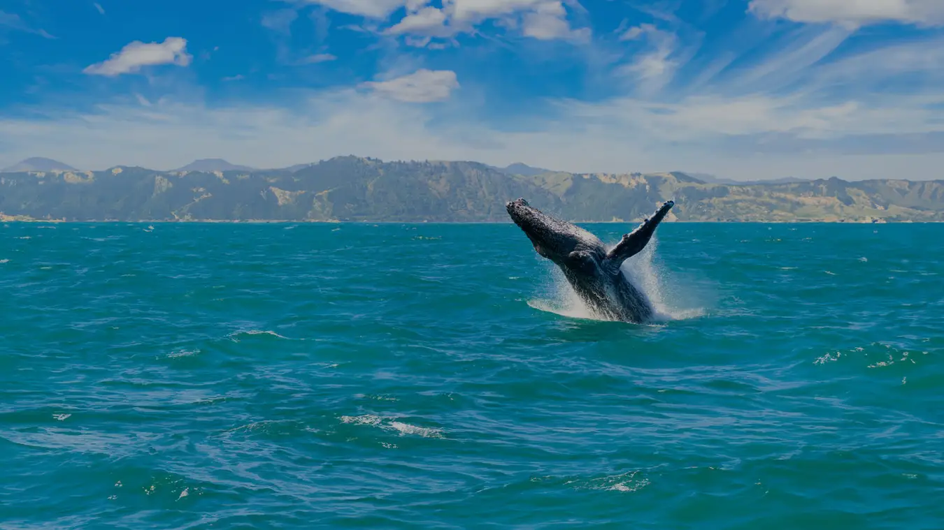 Whale leaps out of the water in Kaikoura in New Zealand