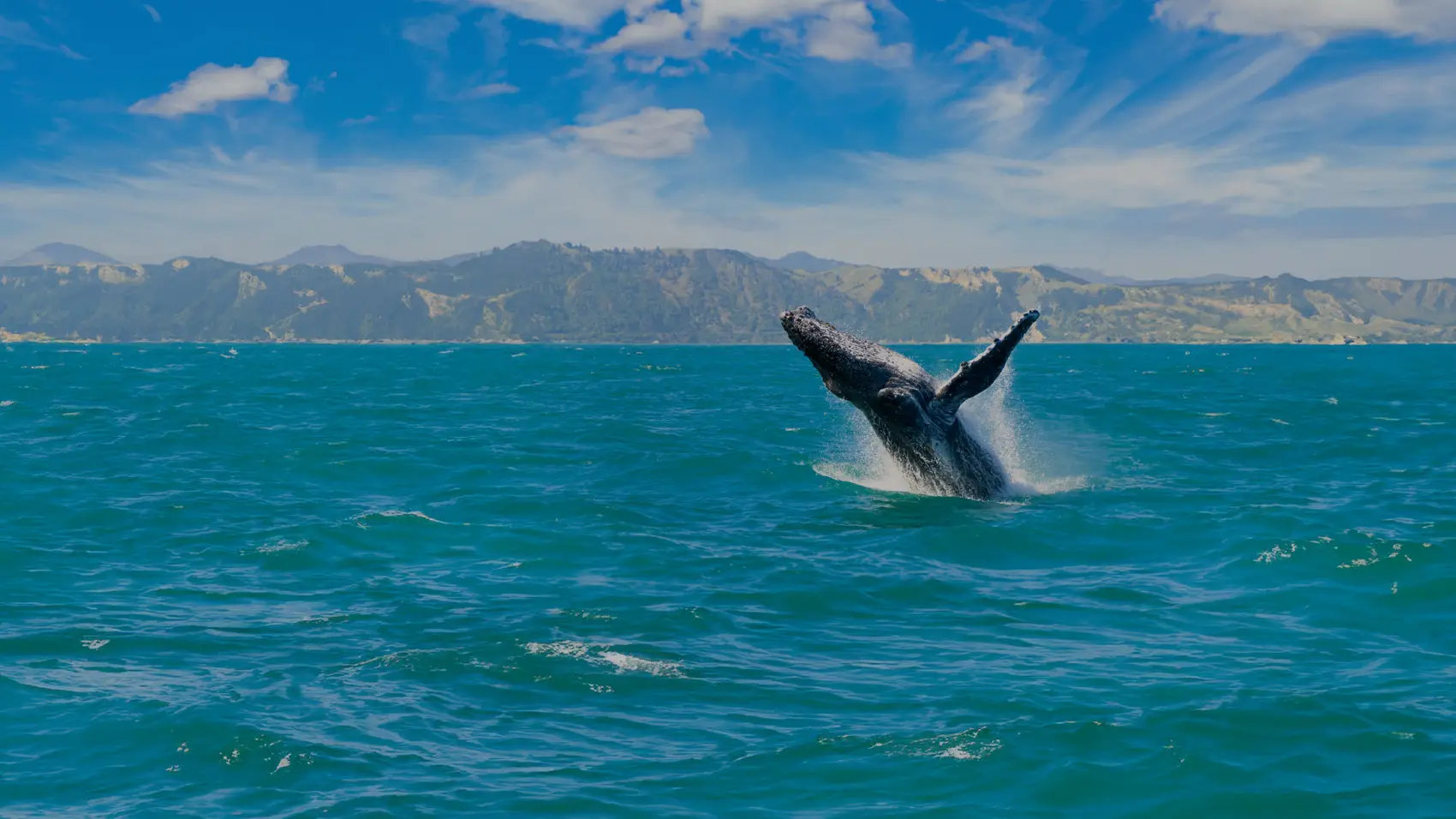 Whale leaps out of the water in Kaikoura in New Zealand