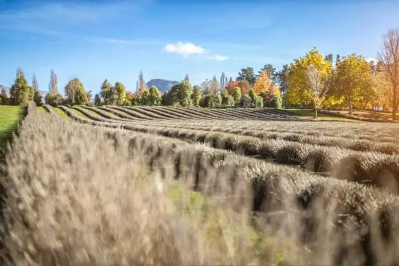 Central Otago vineyard vines in New Zealand