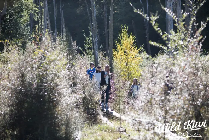 Connect with plantlife - See the great outdoors on an NZ tour