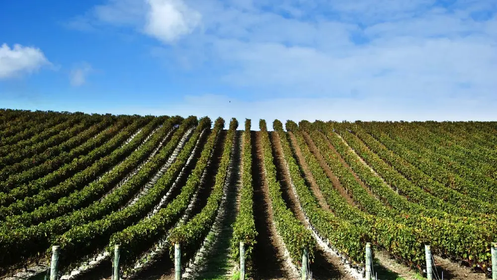 Vines at a vineyard in Matakana