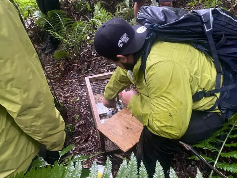 A Rotorua Canopy Tours guide checks a pest control trap in native New Zealand forest as part of hands-on conservation work supported by Wild Kiwi, helping protect native birds, restore forest habitats and support responsible travel in Aotearoa.
