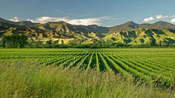 Rows of vines in Marlborough 